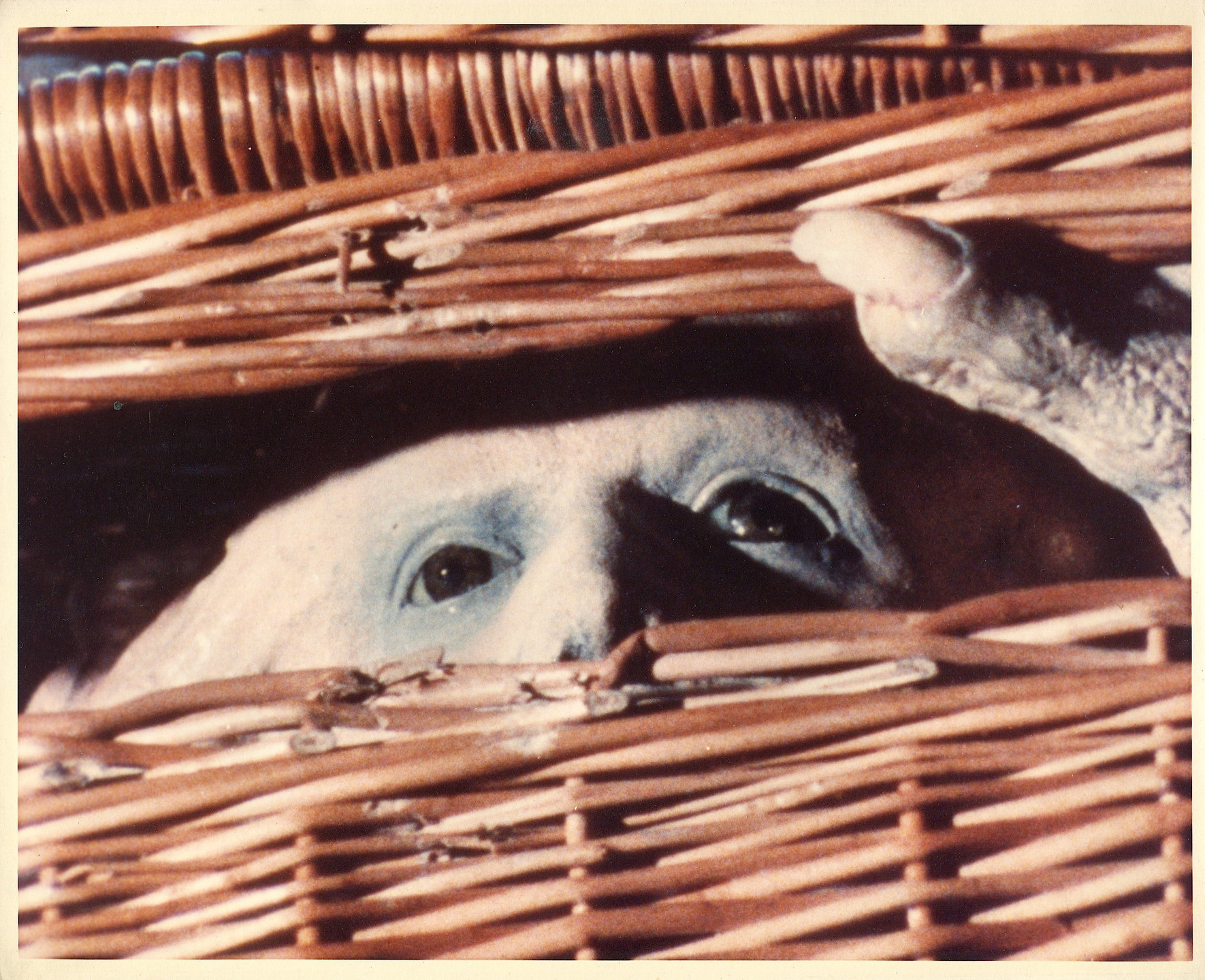 Frank Henenlotter. Basket Case. 1982