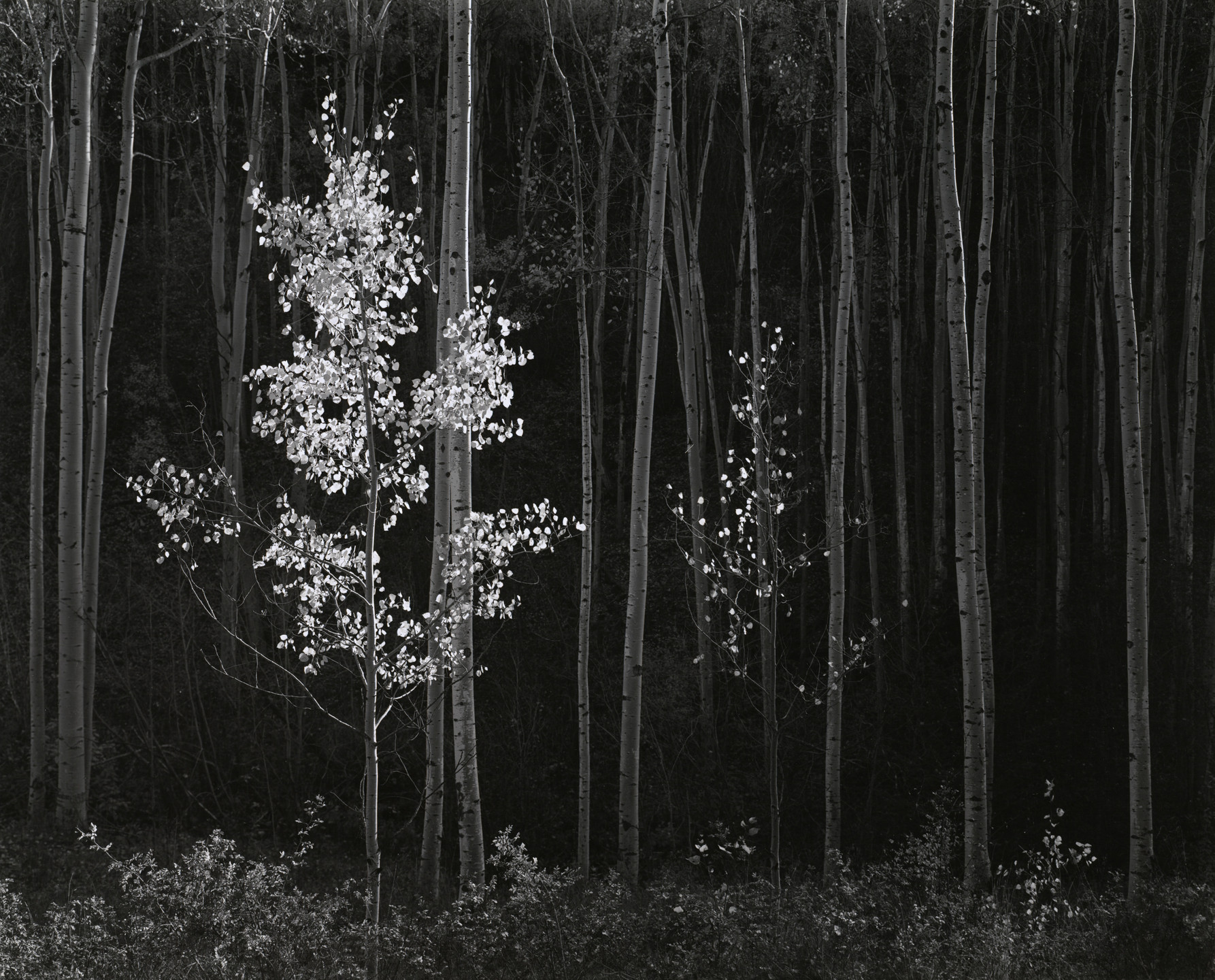Ansel Adams. Aspens, Northern New Mexico. 1958