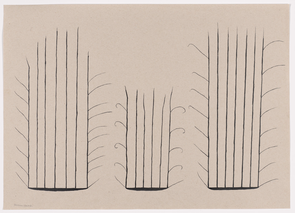 Beard of an Insect (Hereremi kaweiki)