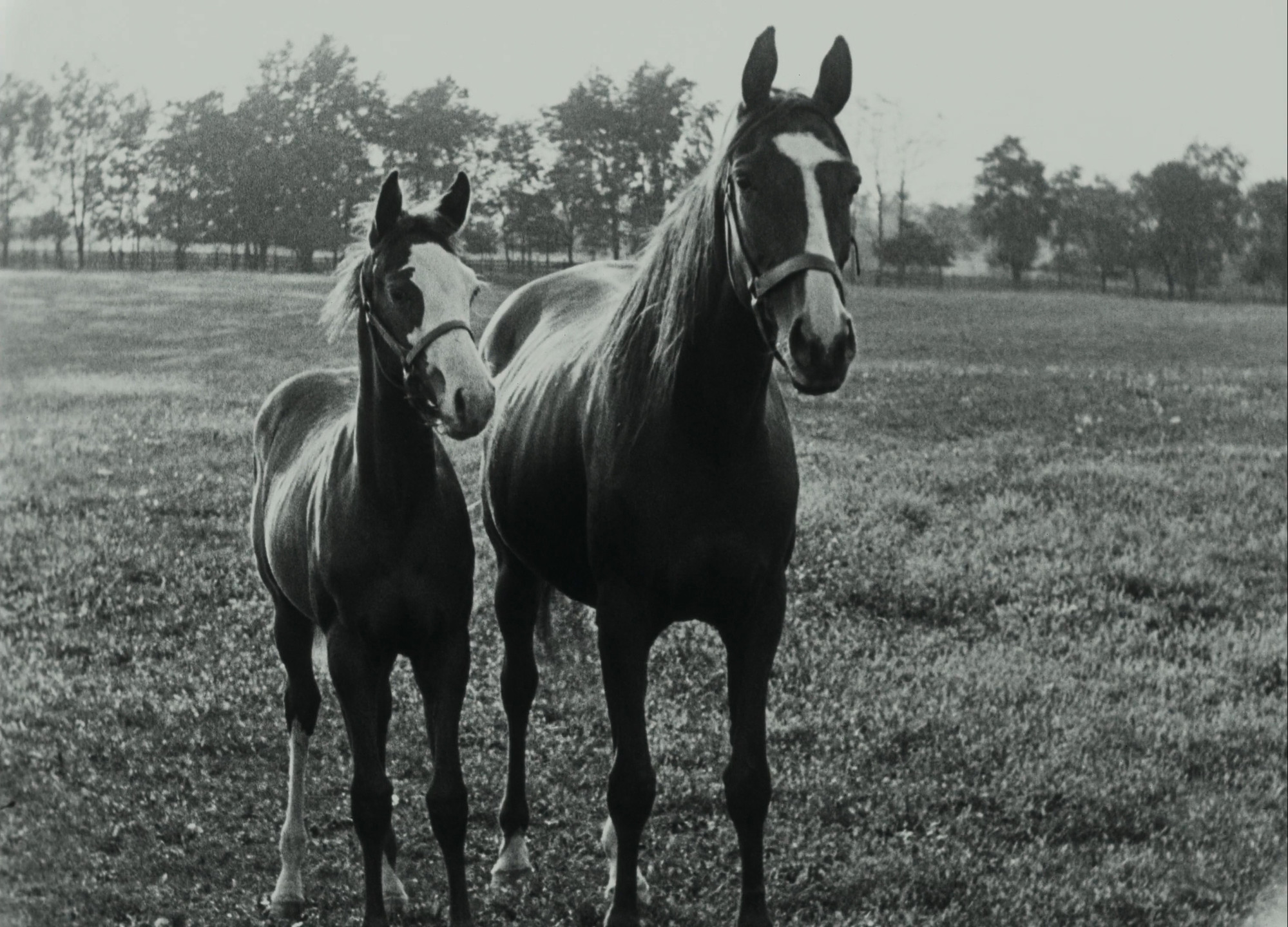 John Ford. Kentucky Pride. 1925