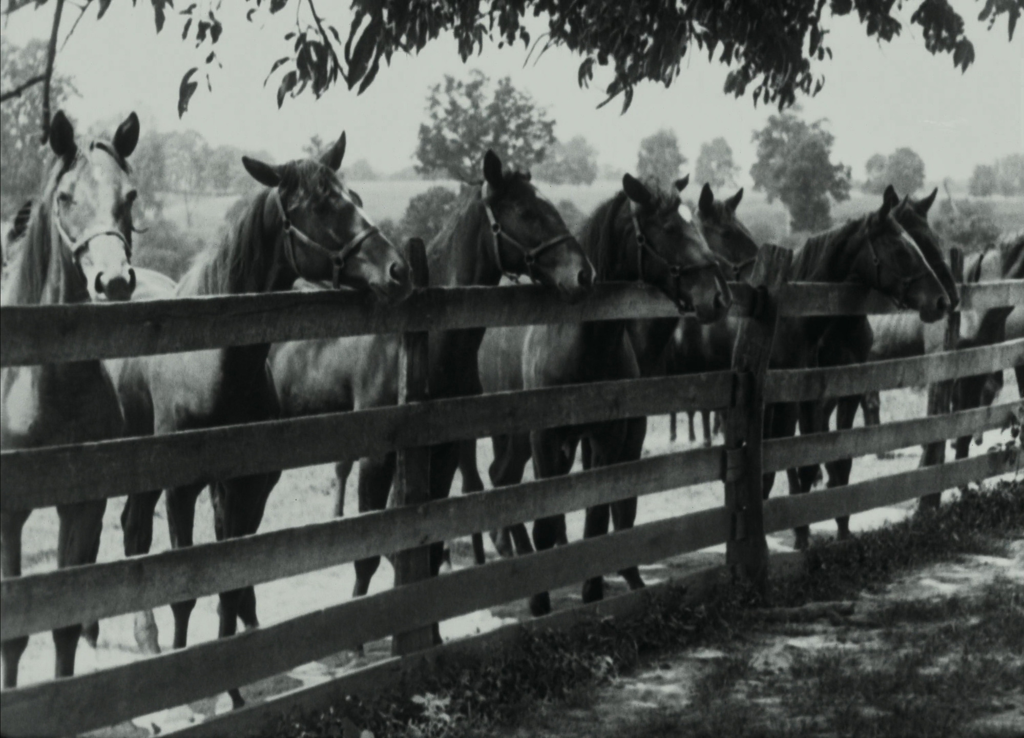 John Ford. Kentucky Pride. 1925
