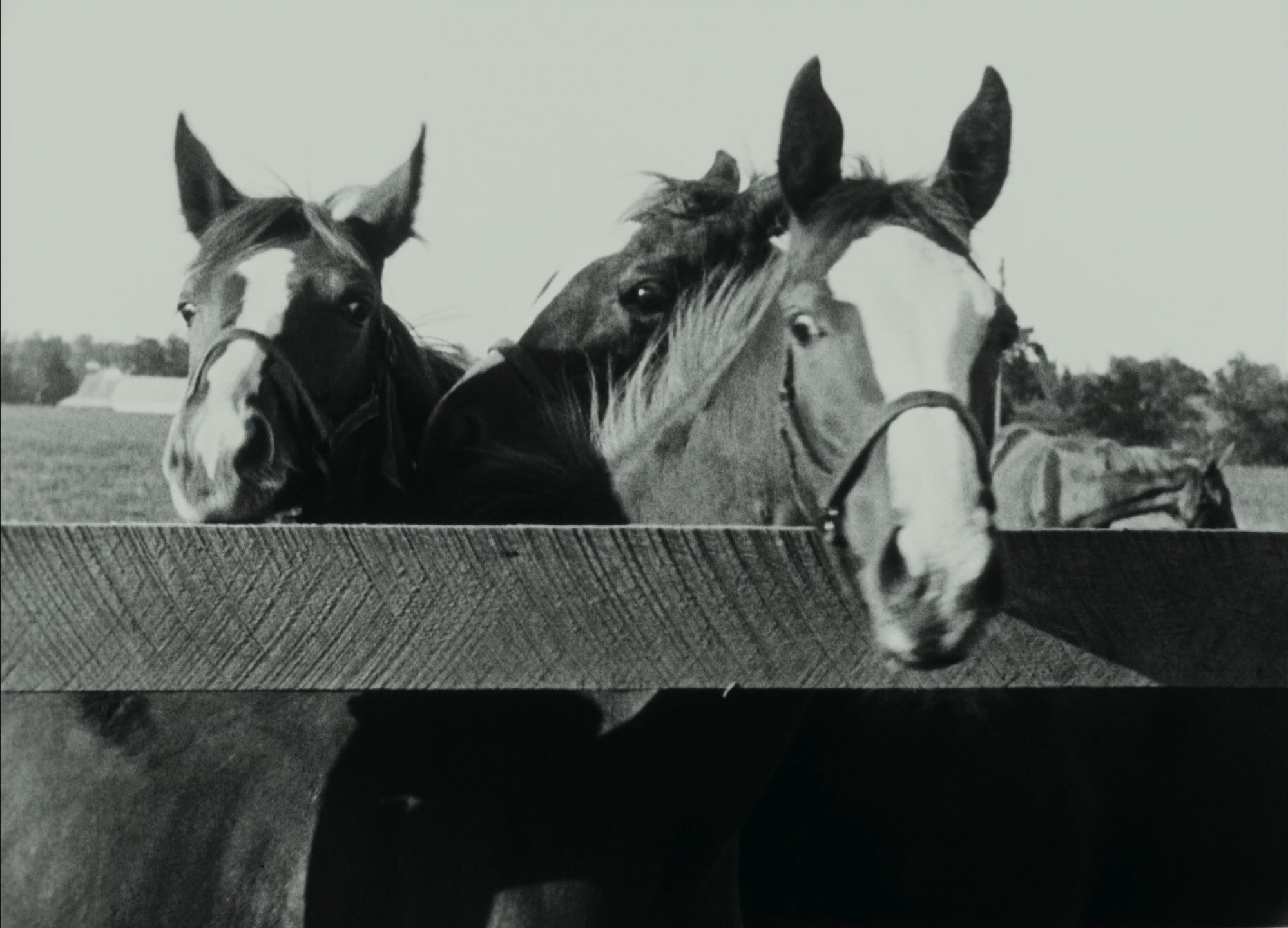 John Ford. Kentucky Pride. 1925