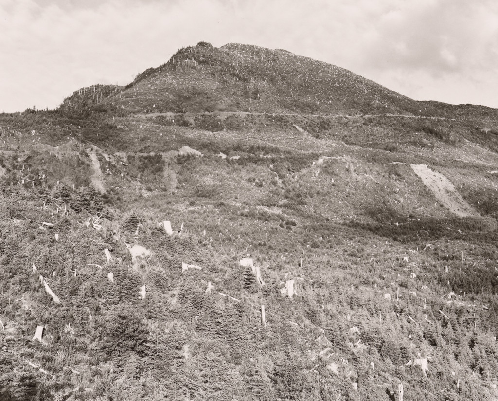 Clear-cut and Burned, East of Arch Cape, Oregon