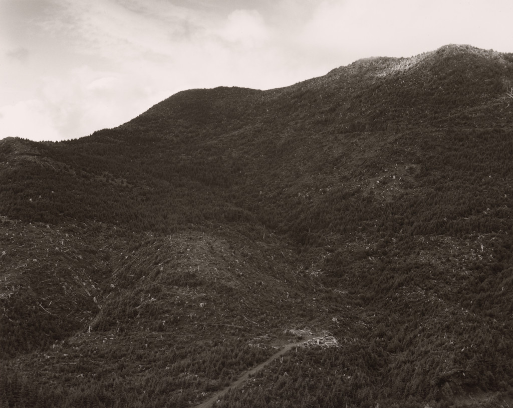 Clear-cut and Burned, East of Arch Cape, Oregon