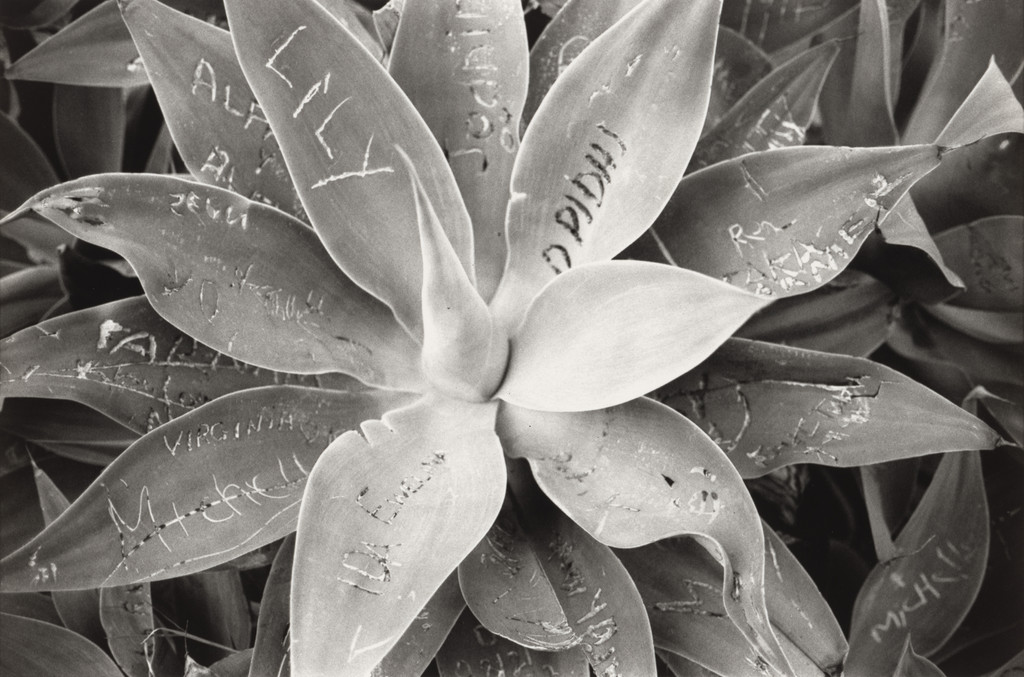 Untitled (Lily Graffiti)