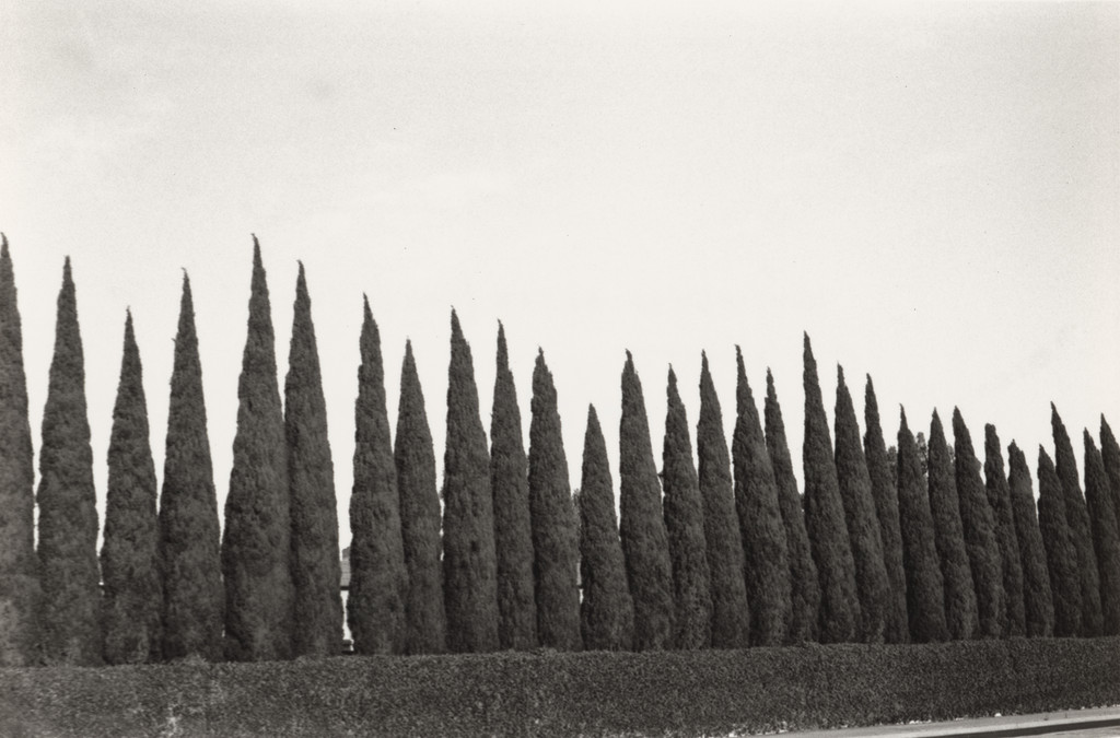 Huntington Beach (Row of Trees)