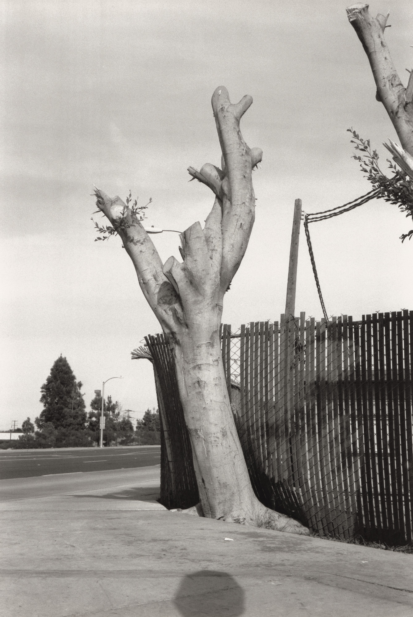 Ed Templeton, Deanna Templeton. Tree, Fountain Valley, CA