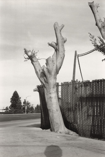 Ed Templeton, Deanna Templeton. Tree, Fountain Valley, CA. 2012 | MoMA