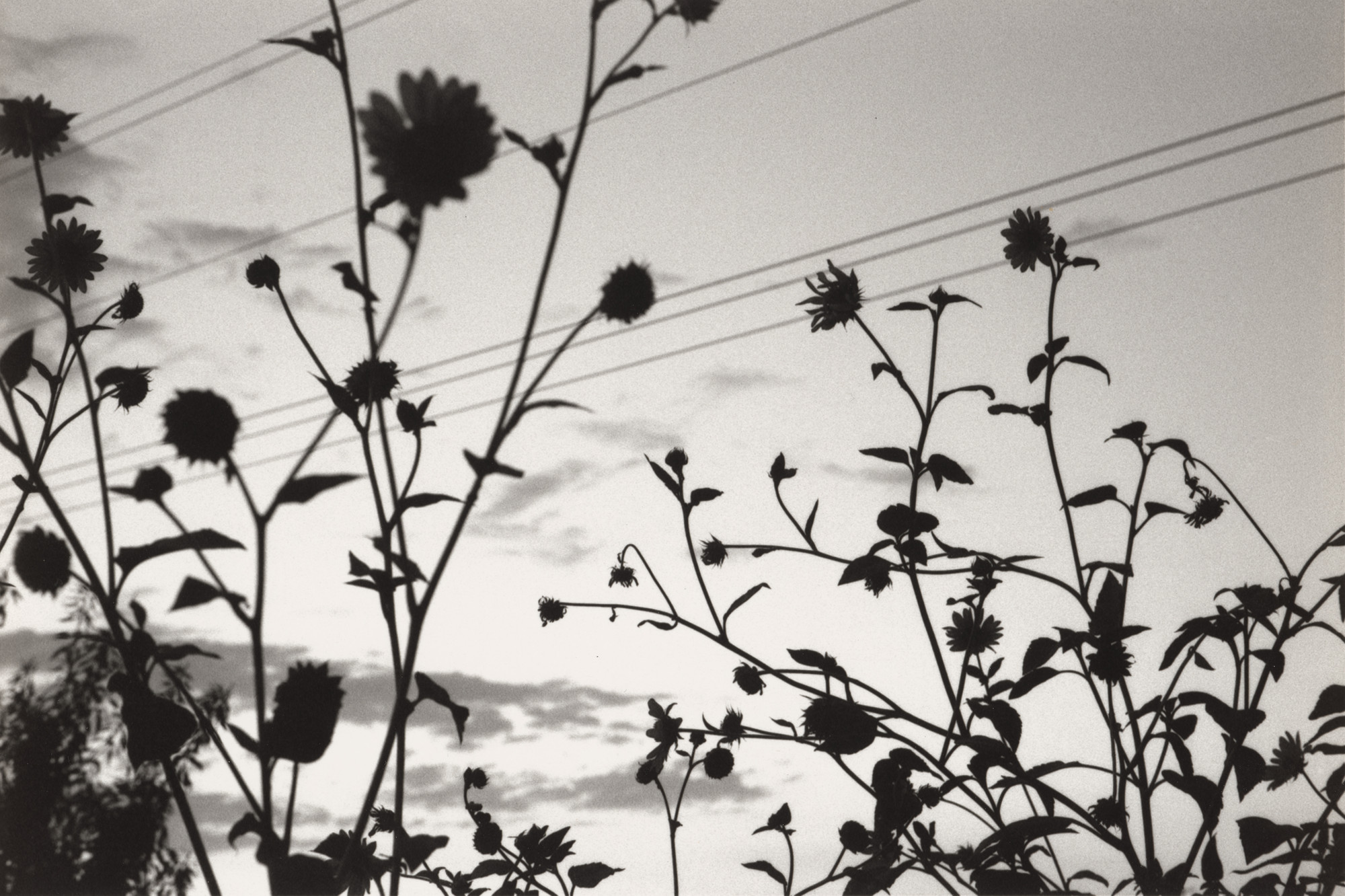 Ed Templeton, Deanna Templeton. California Roadside