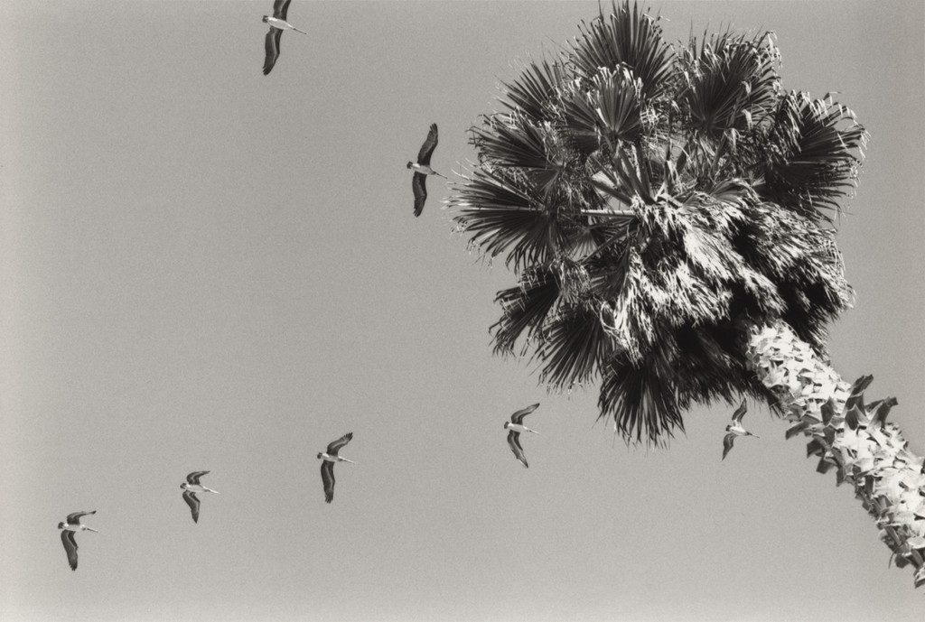 Huntington Beach (Pelicans and Palms)