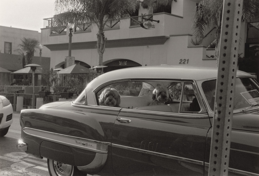 Huntington Beach (two dogs in the backseat)