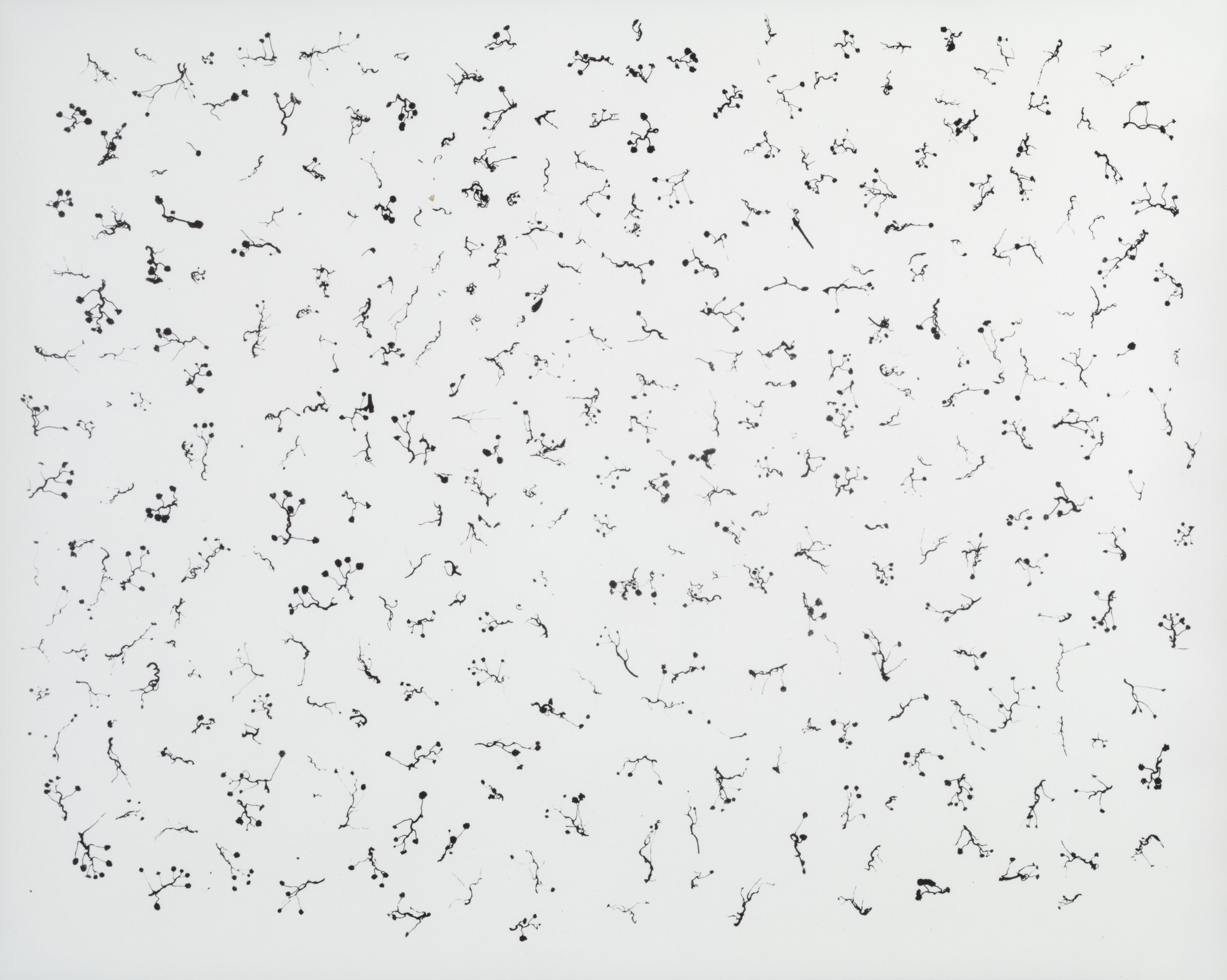 Harry Callahan. Ivy Tentacles on Glass, Chicago