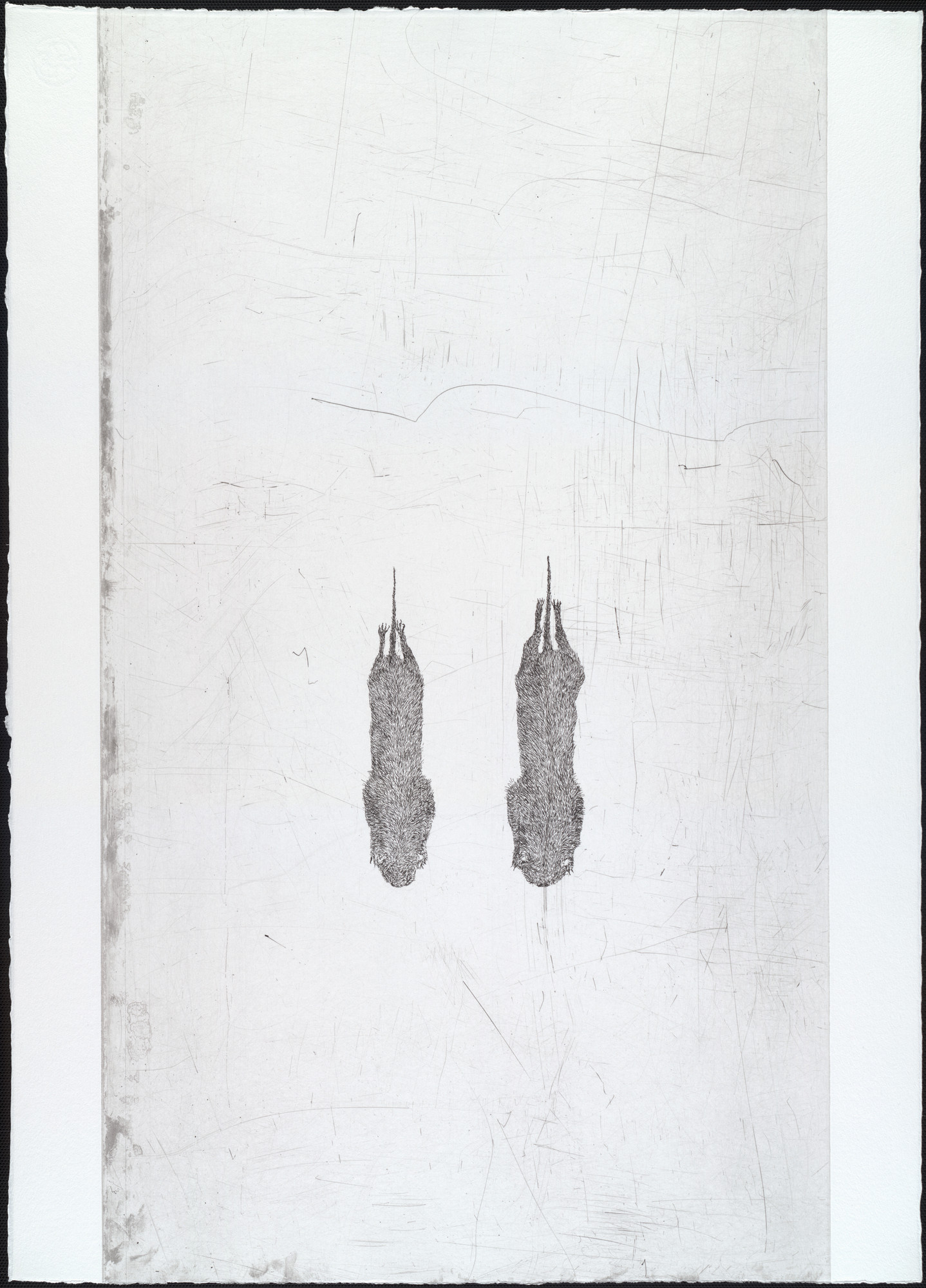 Kiki Smith. Untitled from White Mammals