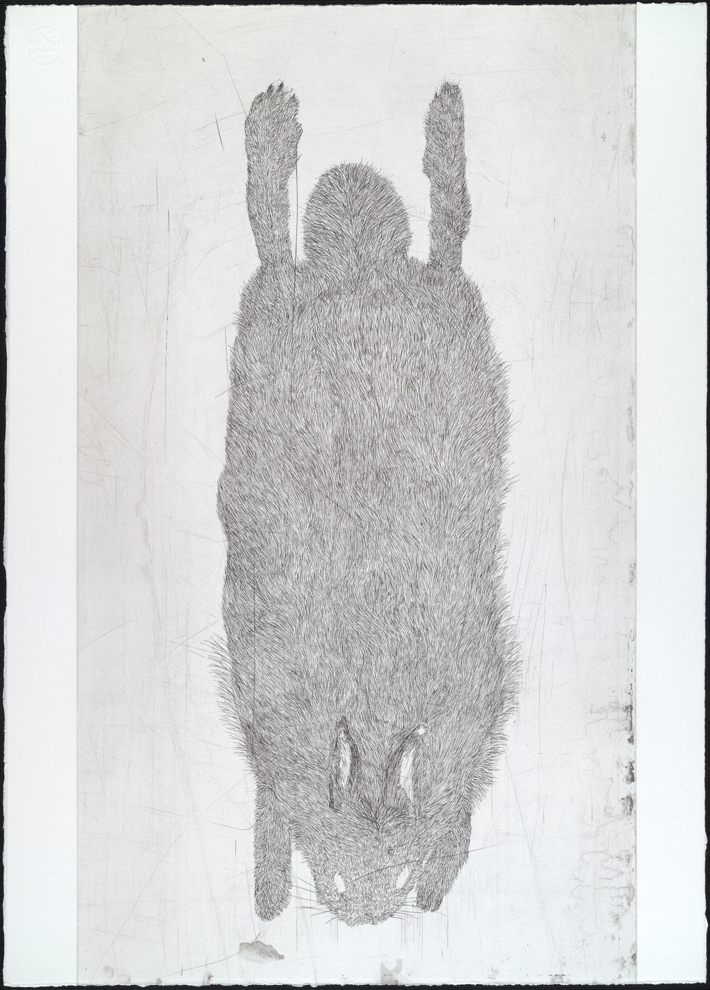 Kiki Smith. Untitled from White Mammals