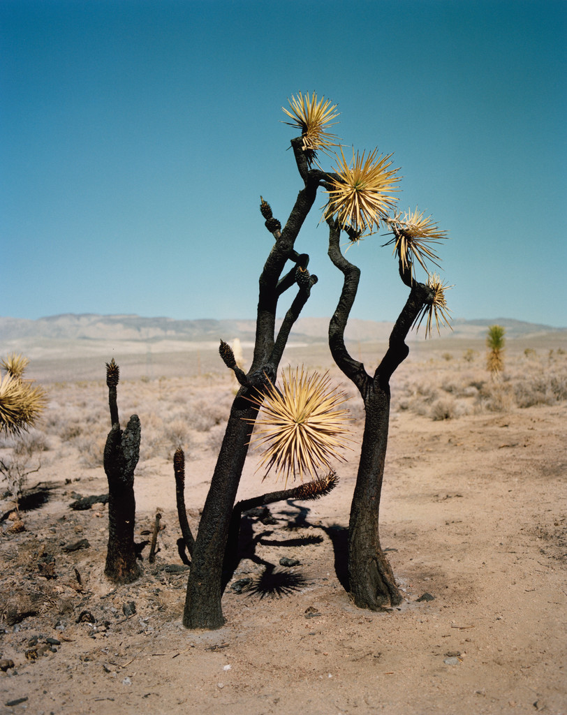Untitled 1 from ZZYZX, Gregory Halpern, 2016