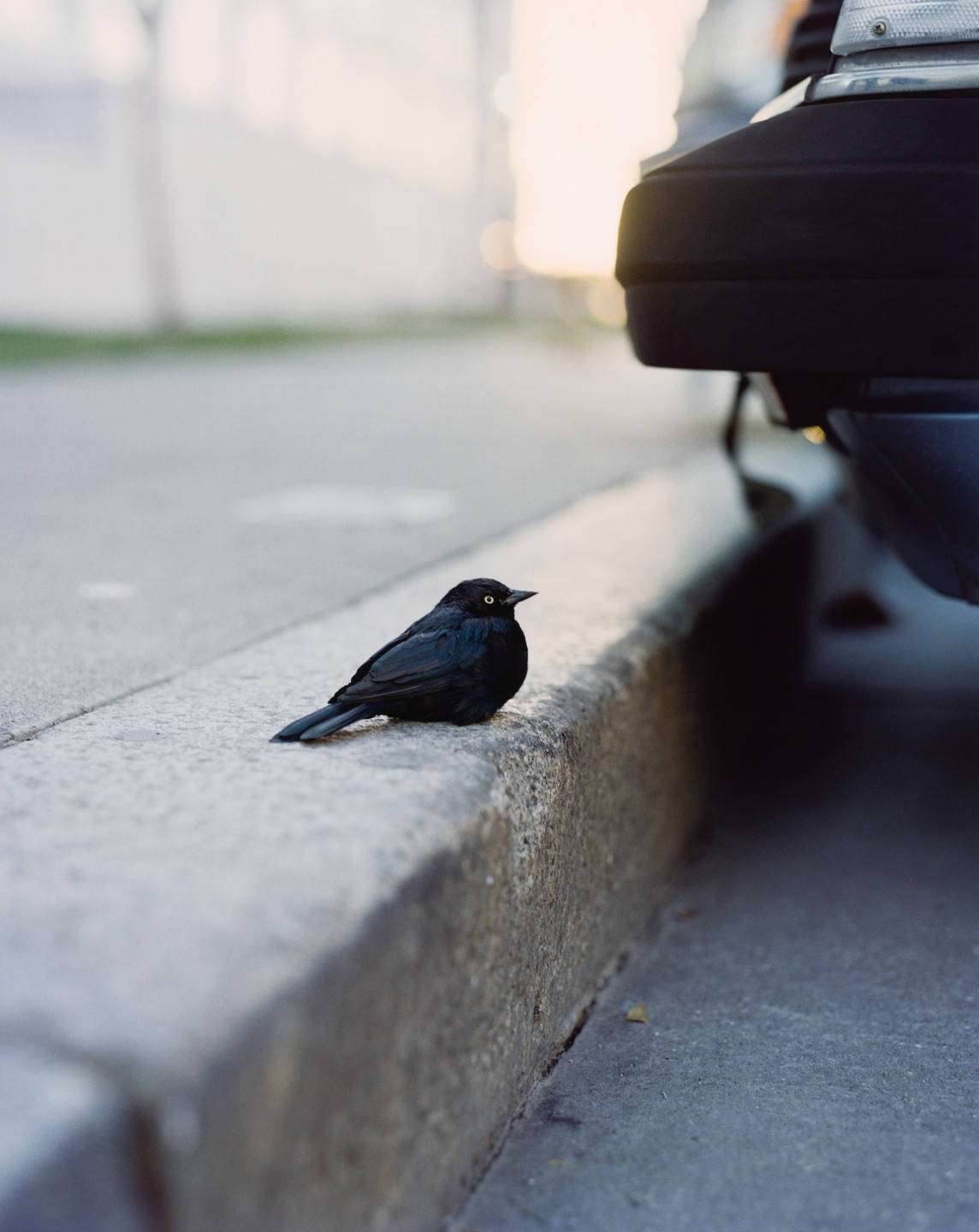 Gregory Halpern. Untitled 14 from ZZYZX. 2016