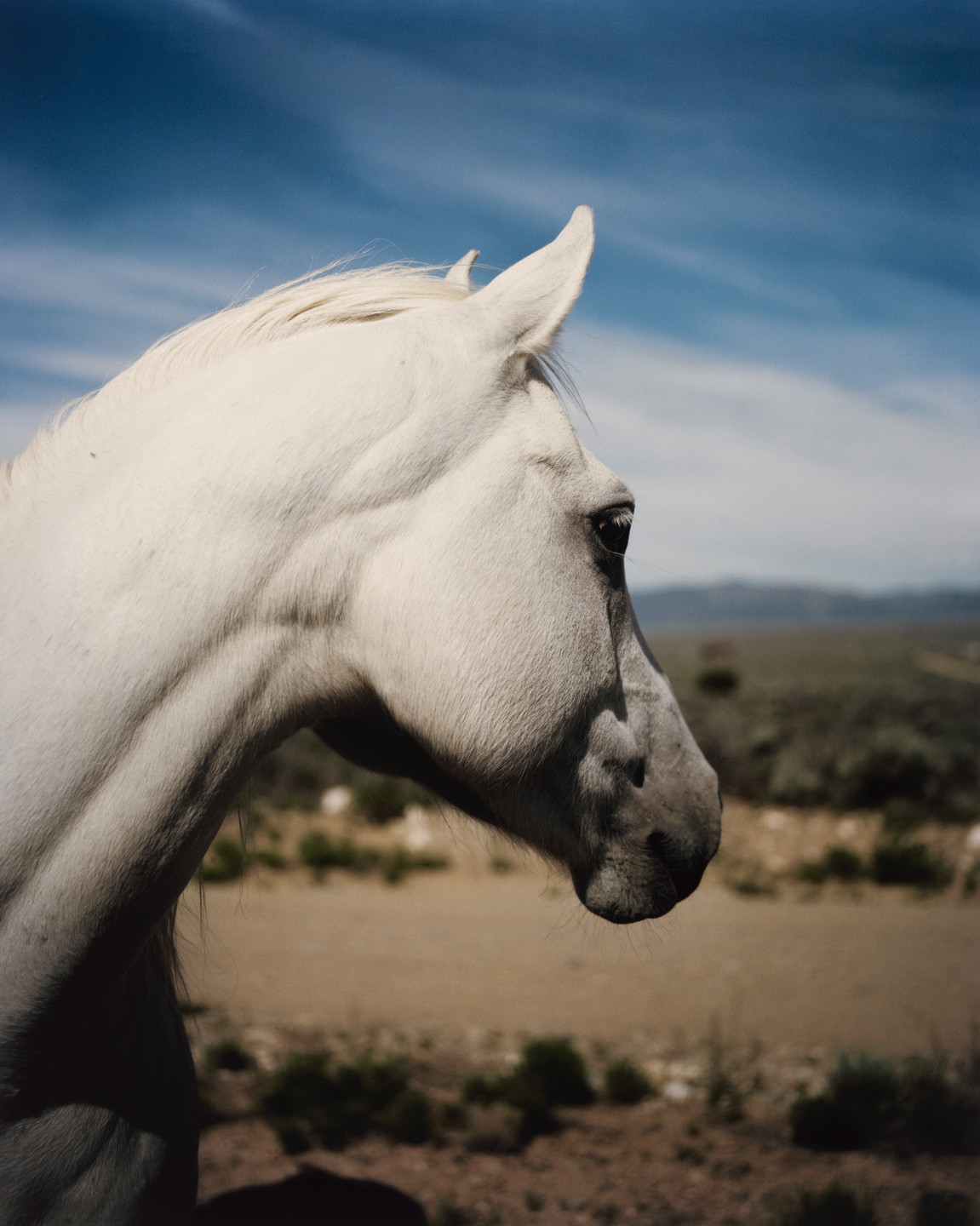 Gregory Halpern. Untitled 28 from ZZYZX. 2016