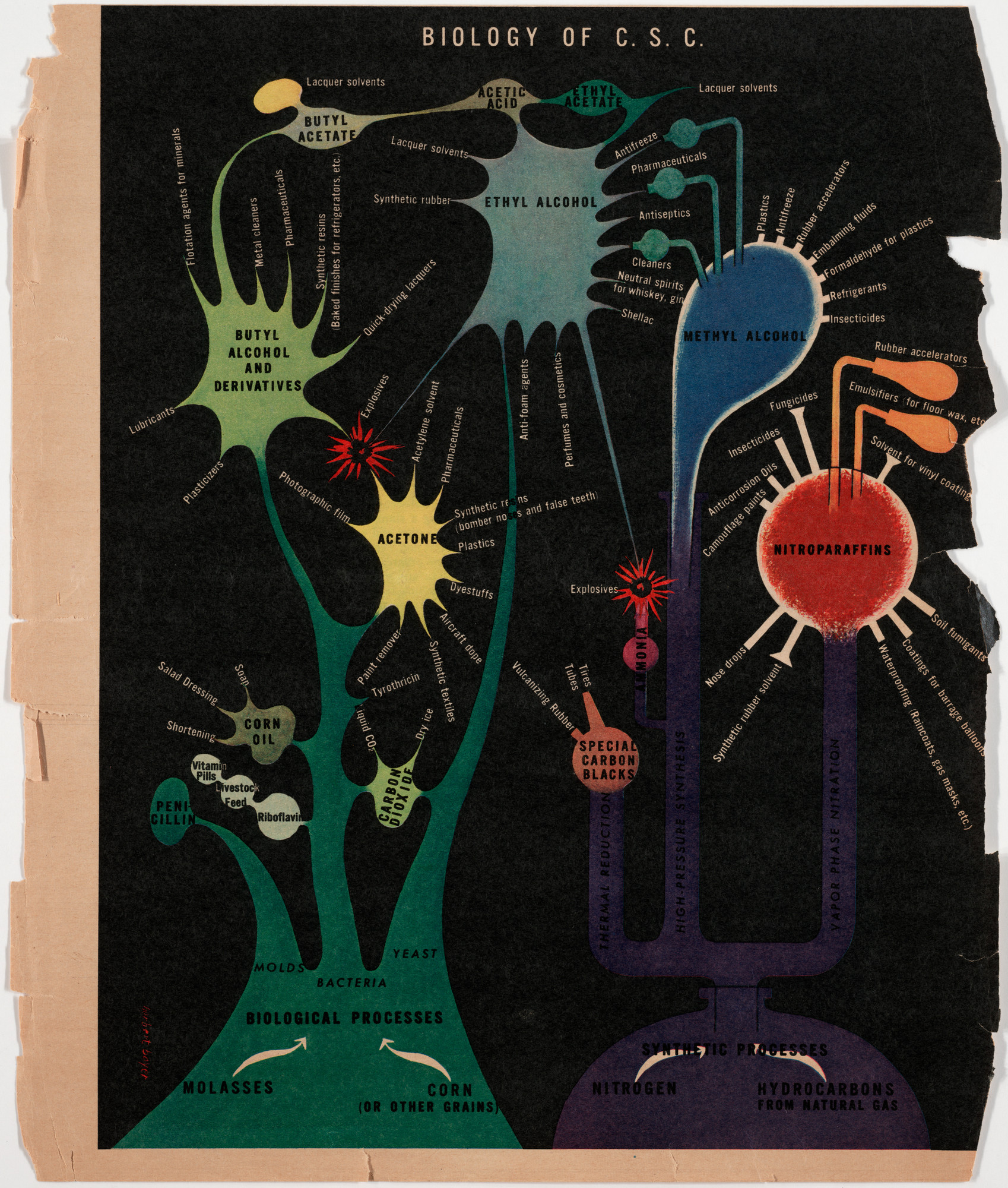 Herbert Bayer. Biology of C. S. C
