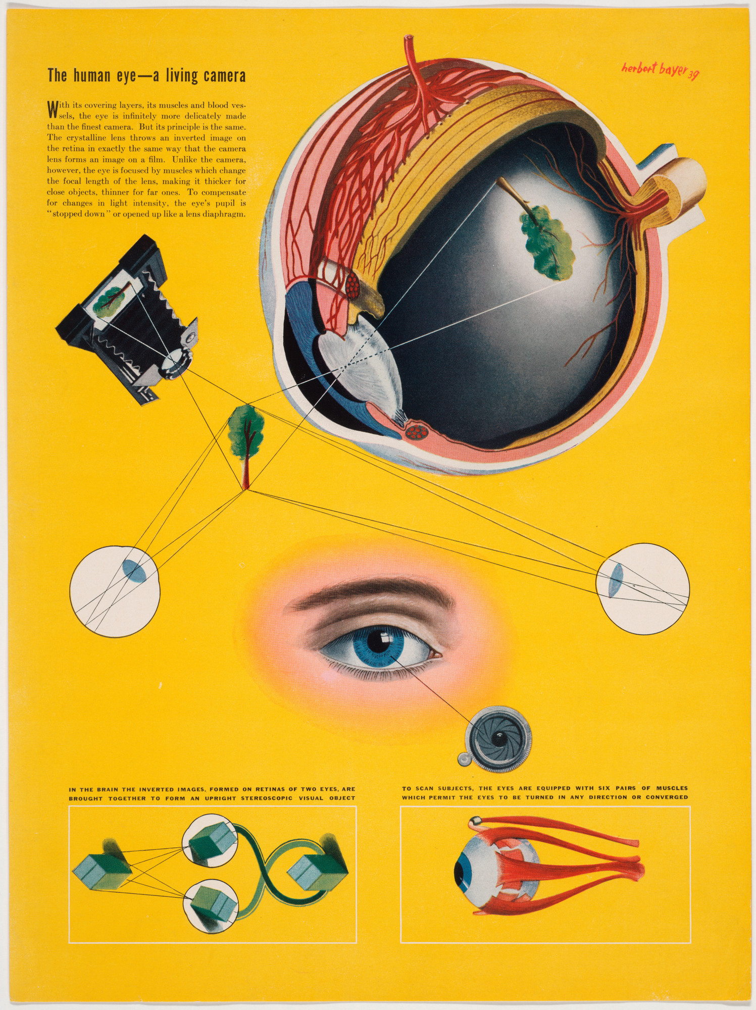 Herbert Bayer. The Human Eye-A Living Camera