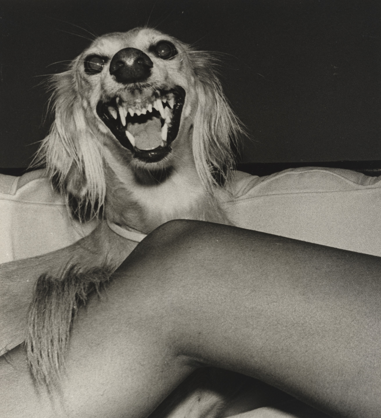 Jimmy DeSana. Dog. 1978-79