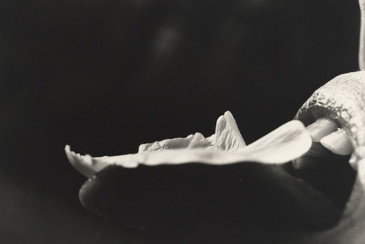 Untitled from the series Restored to her Natural State by Nibbling Rose Petals