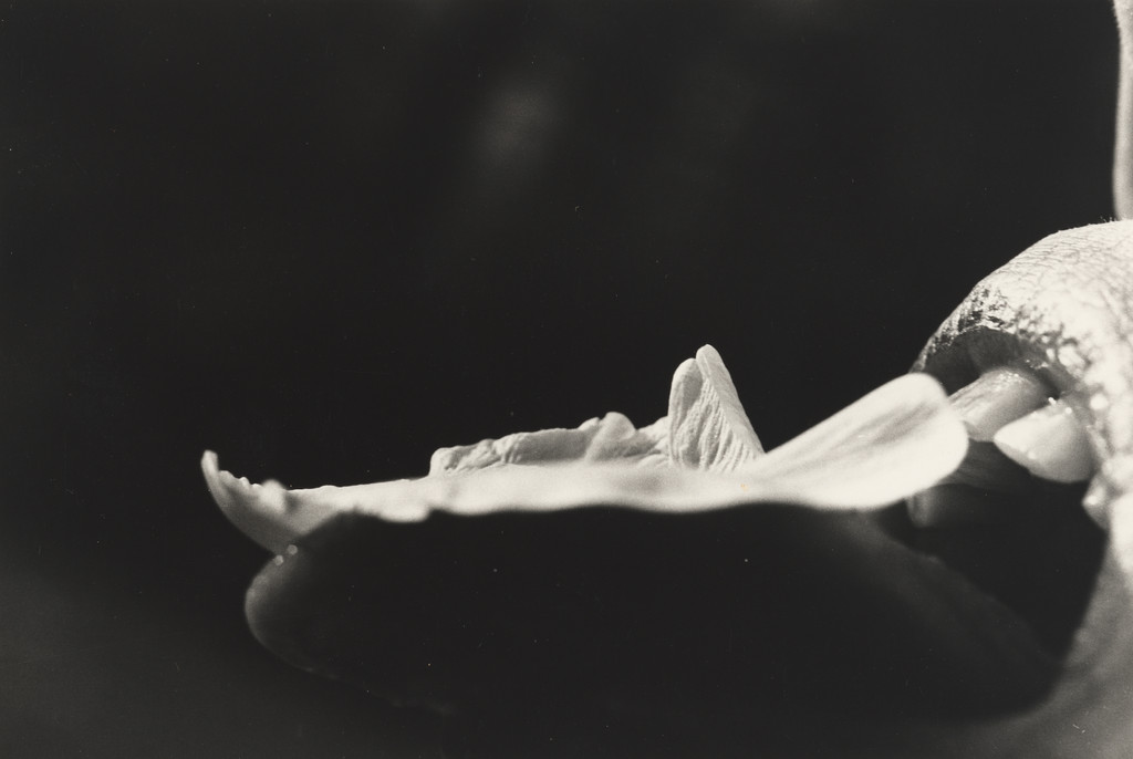 Untitled from the series Restored to her Natural State by Nibbling Rose Petals