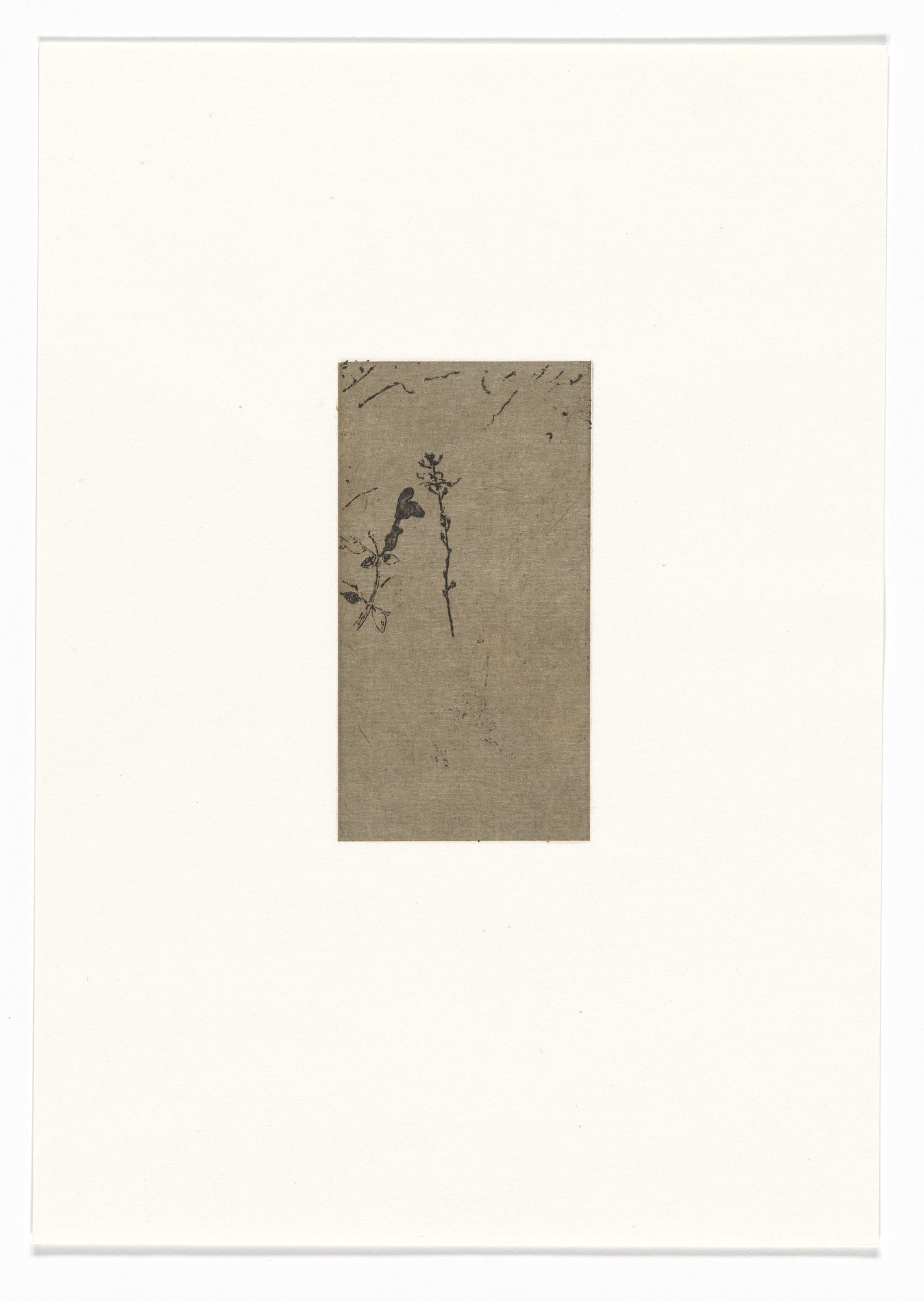 Marvin Harden. Untitled from Natural Selections