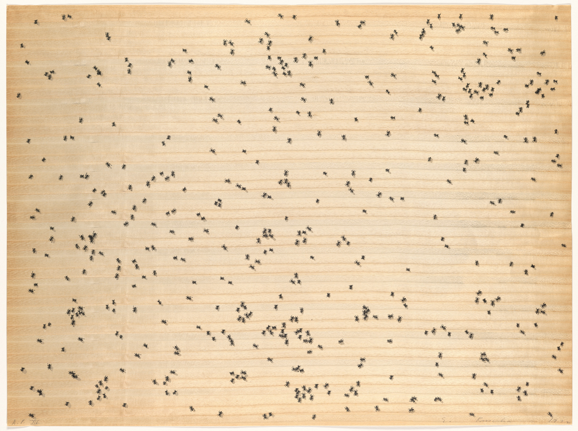 Edward Ruscha. Black Ants from Insects. 1972