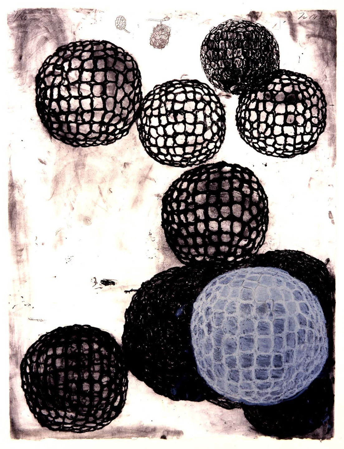 Terry Winters. Morula III. 1983-84