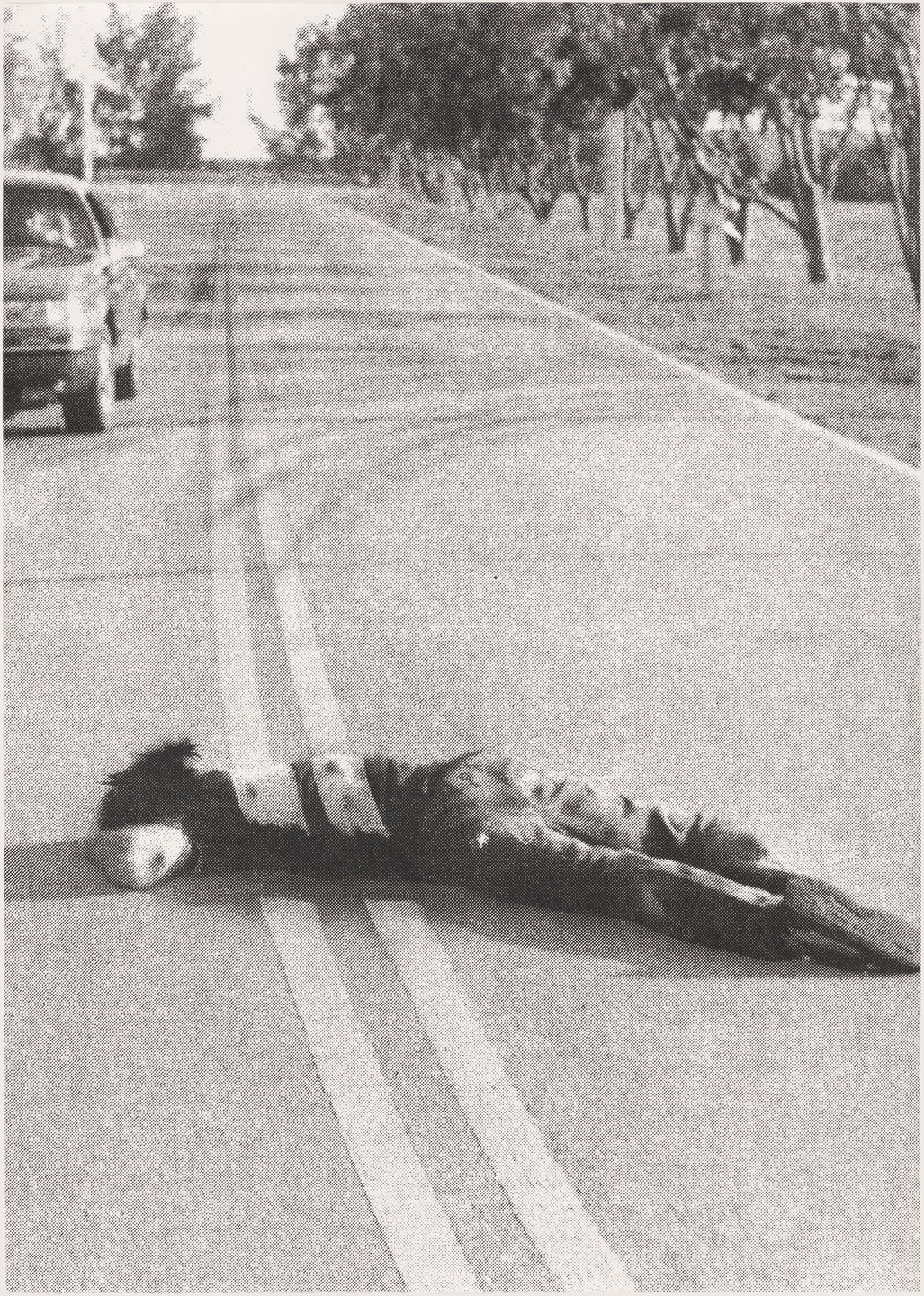 Federico Guzmán. Wetback 91&#39;. 1991