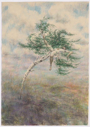 Birch Tree