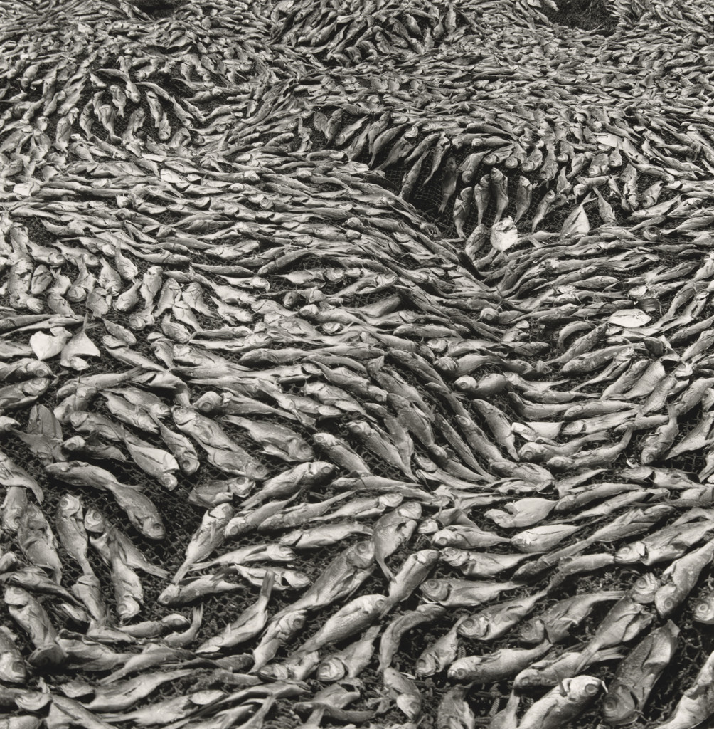 Fish drying on the beach at Ilha from the series Terreno Ocupado