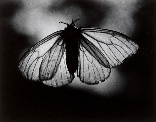 Moth 2