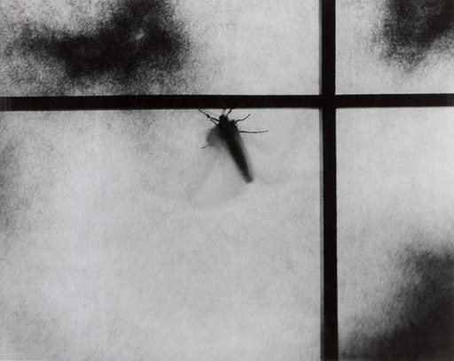 Untitled (Moth)