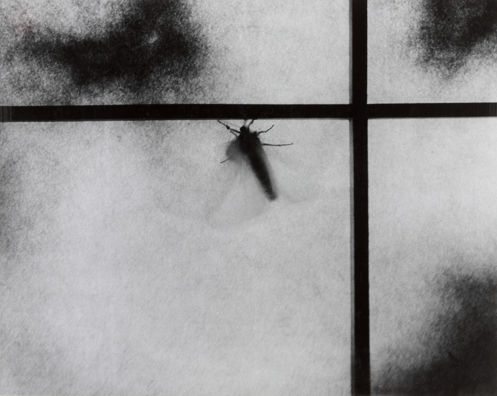 Untitled (Moth), (蛾)
