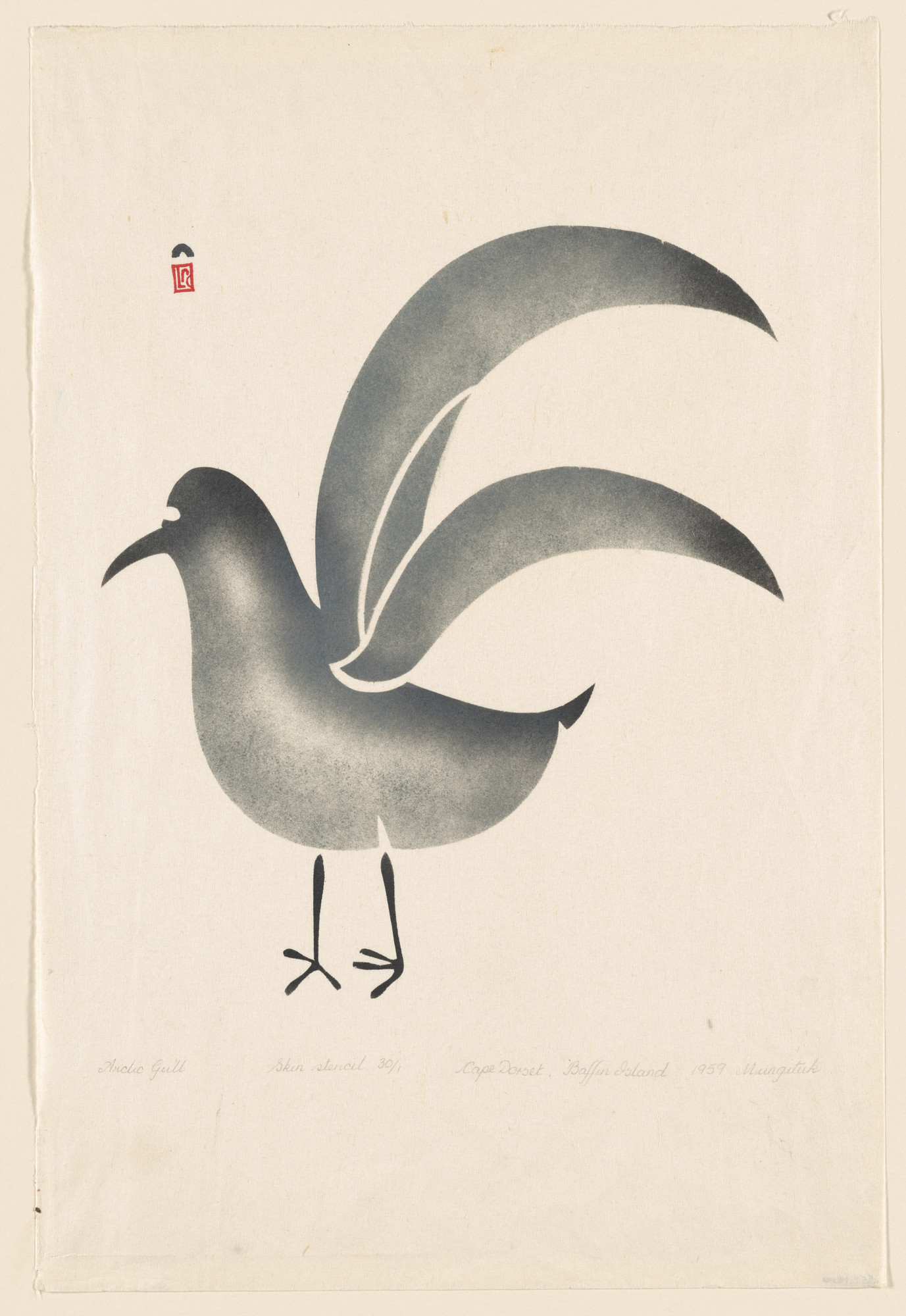 Kellypalik Mungituk. ARCTIC GULL