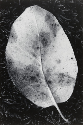 Leaf, Mount Tamalpais