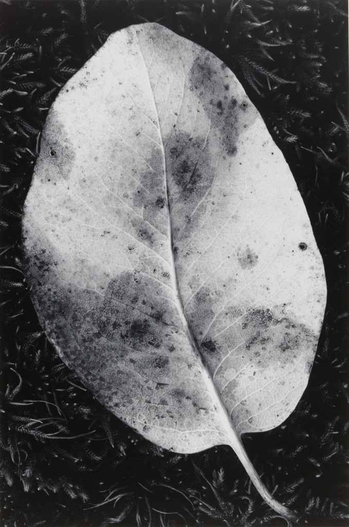 Leaf, Mount Tamalpais