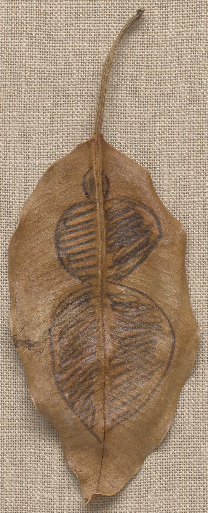 Ana Mendieta. Untitled