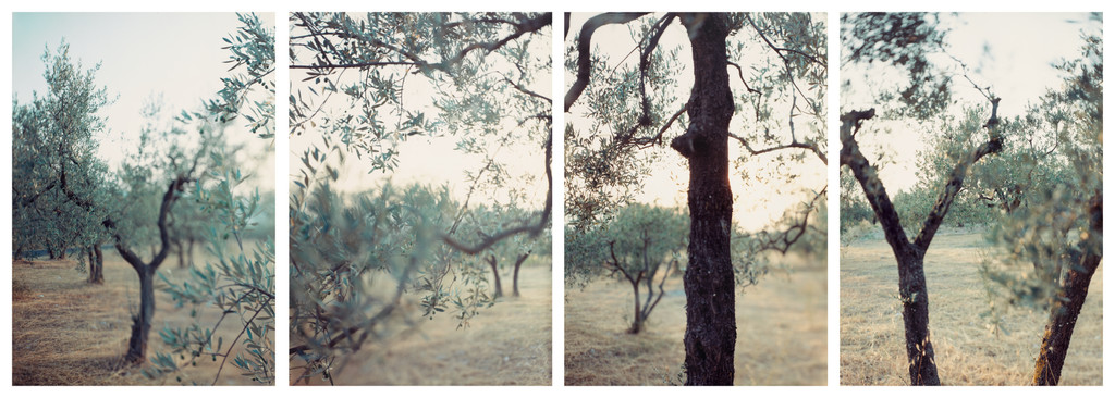 Olive Trees after the Heat