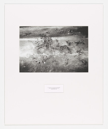 Maruch Sántiz Gómez. Árbol silvestre. 1996
