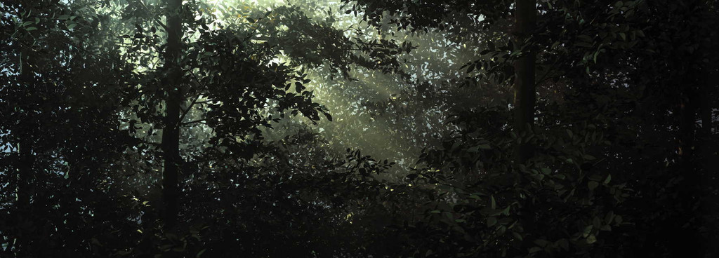 Clearing, Thomas Demand, 2003