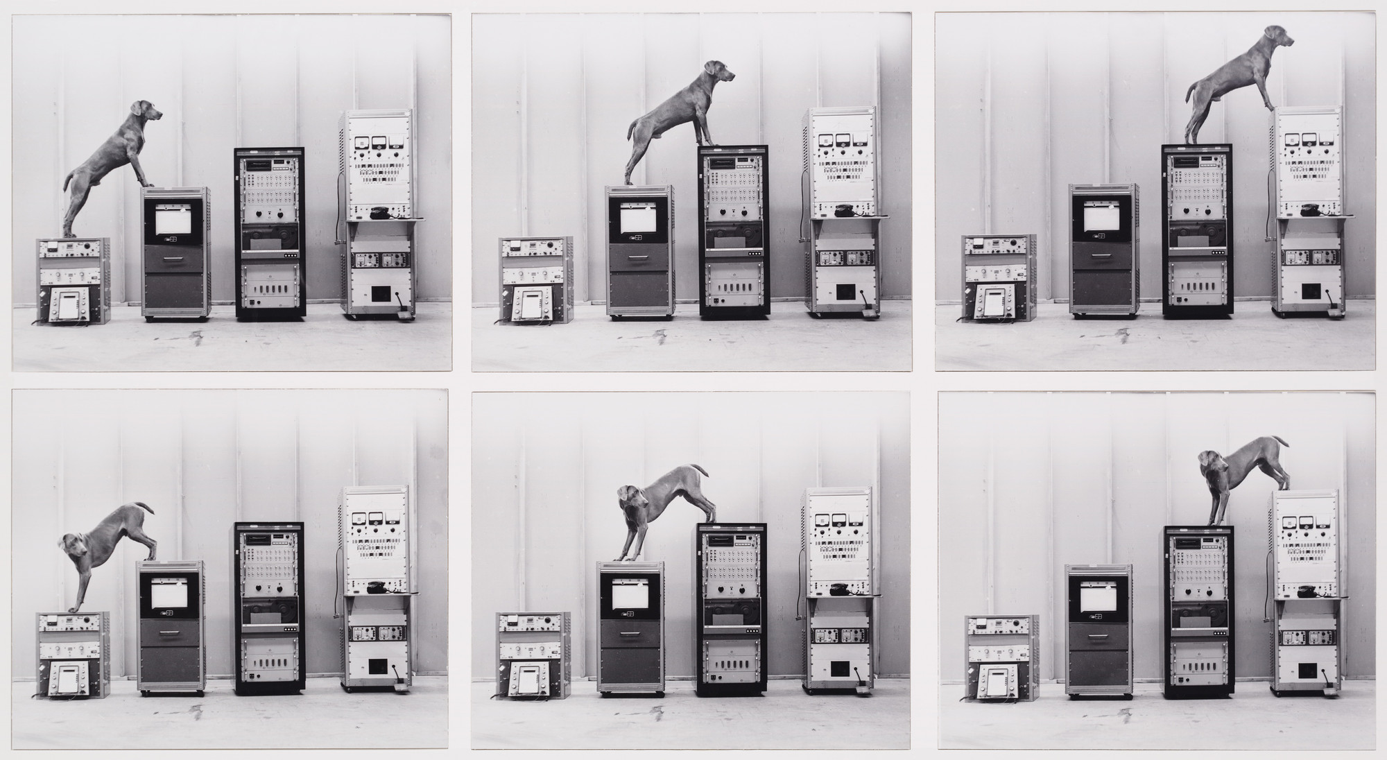William Wegman. Ray-o-vac. 1973