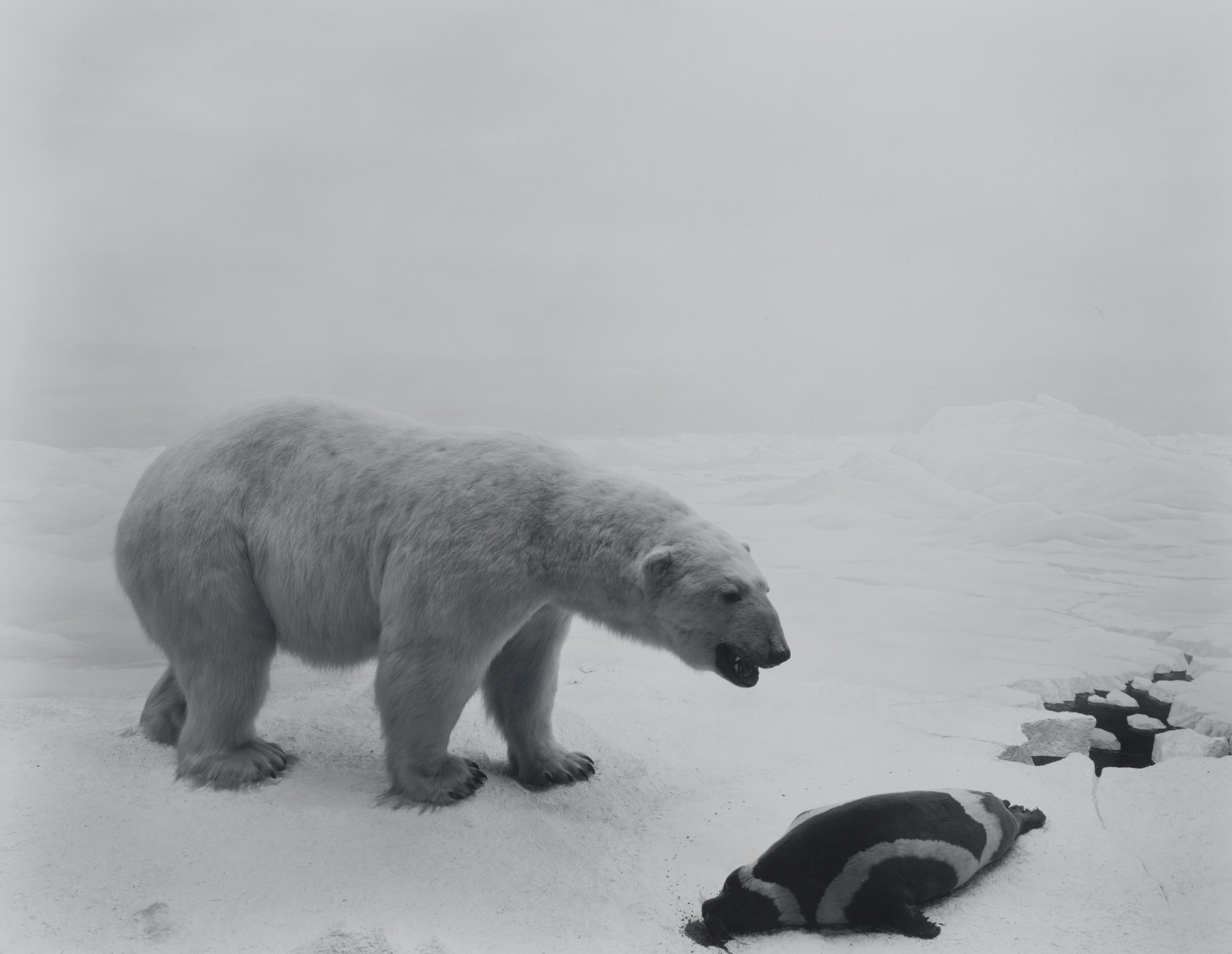 Hiroshi Sugimoto. Polar Bear. 1976