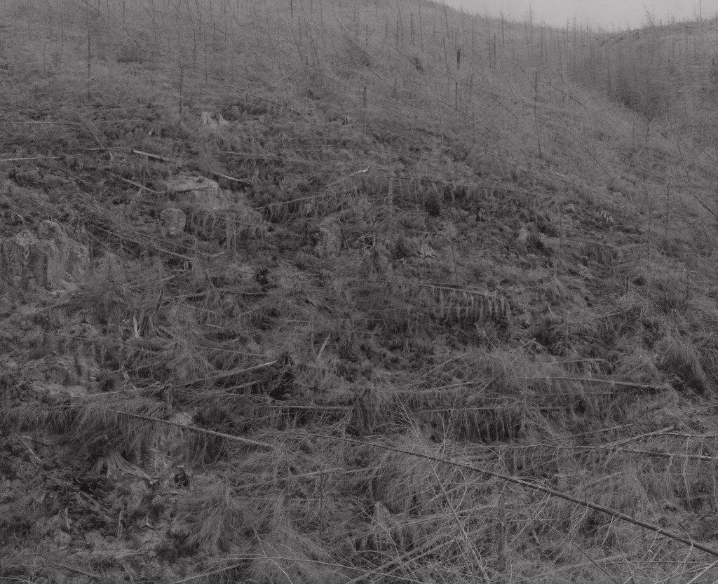 Young trees, killed by heat and downed by blast. Thirteen miles northwest of Mount St. Helens