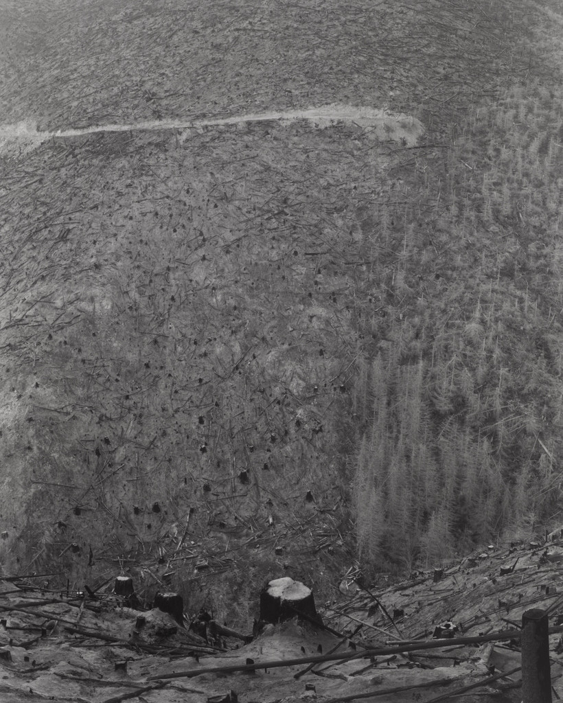 Charred stumps after timber salvage and burning of slash. Fourteen miles northwest of Mount St. Helens