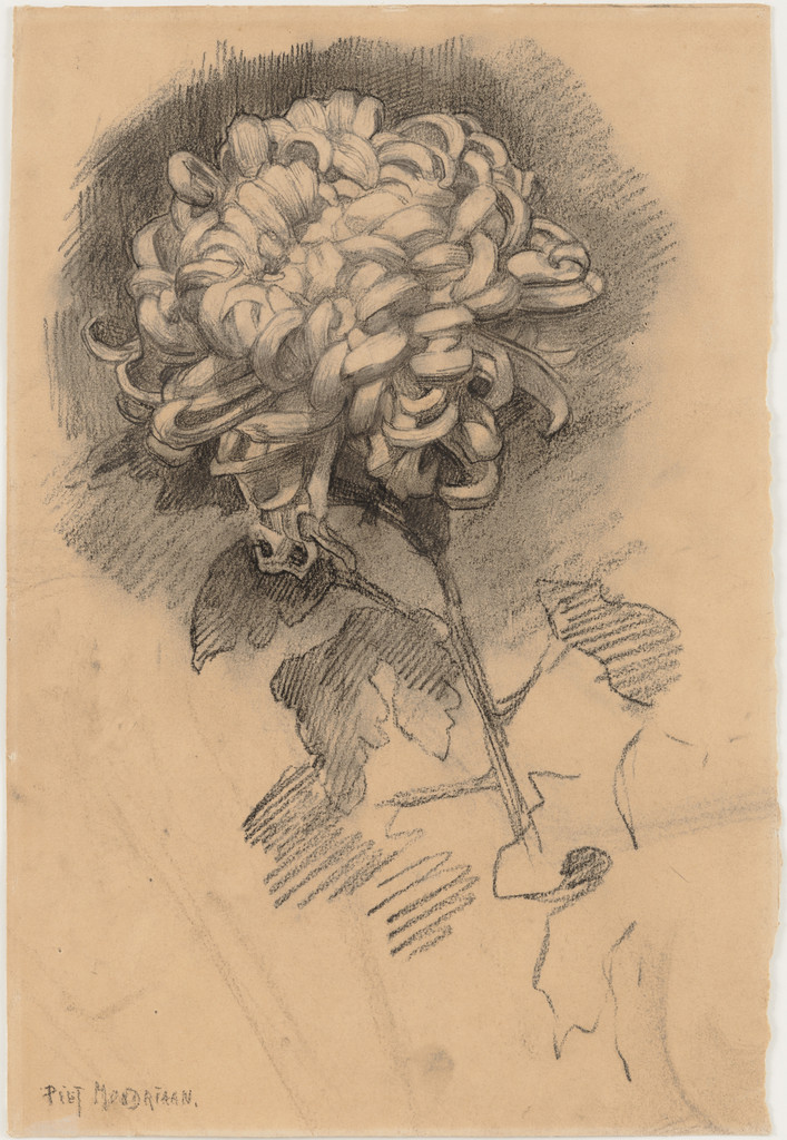 Chrysanthemum (recto) and Head in Profile (verso)
