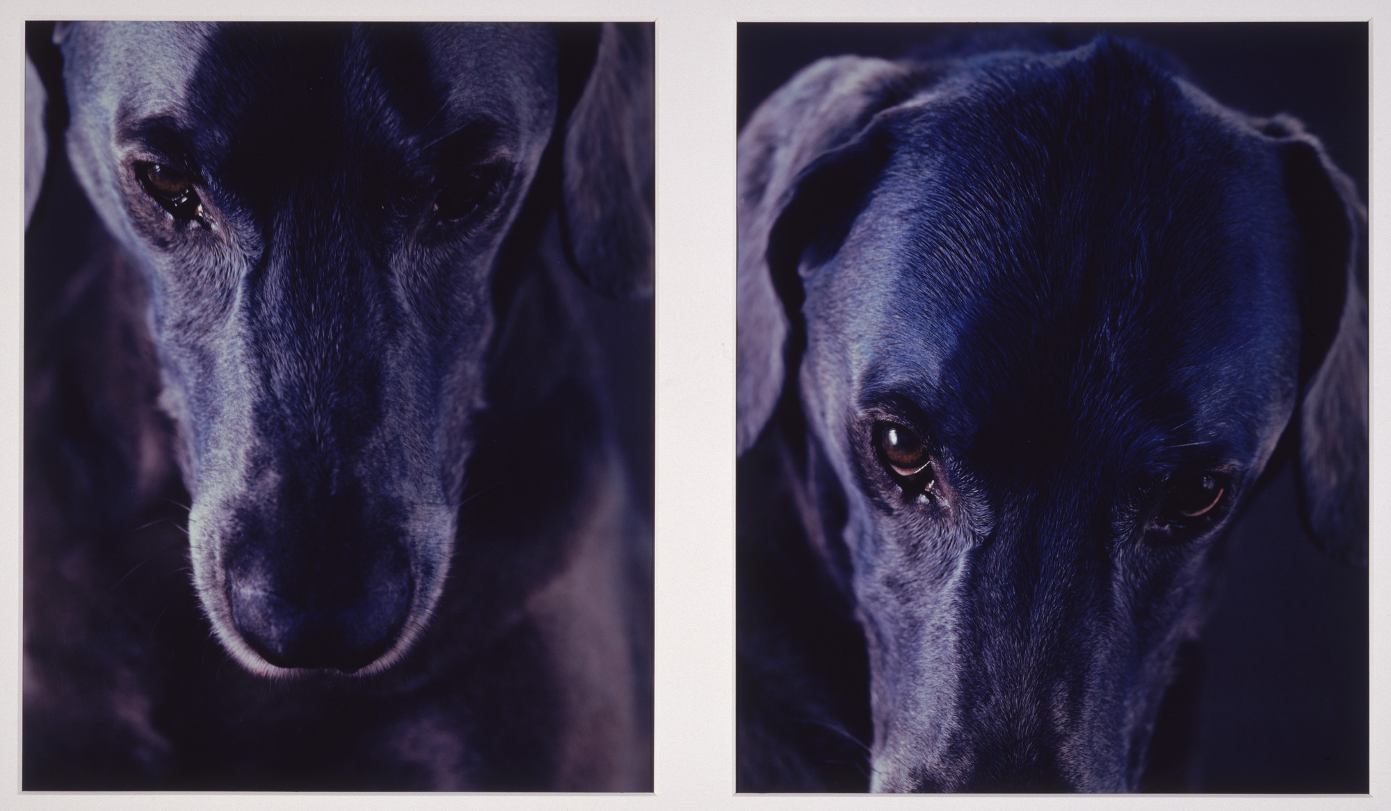 William Wegman. Blue Head