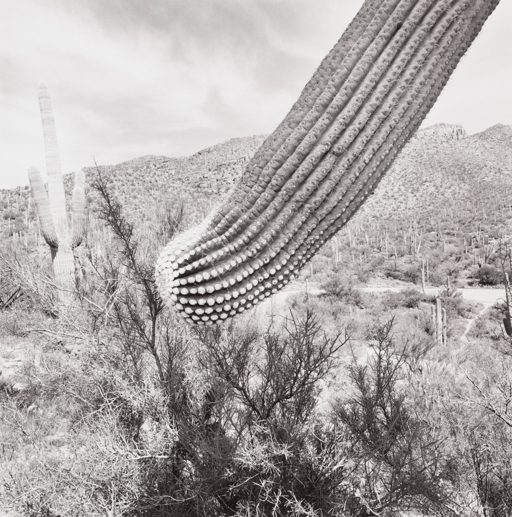 Sonora Desert, Arizona
