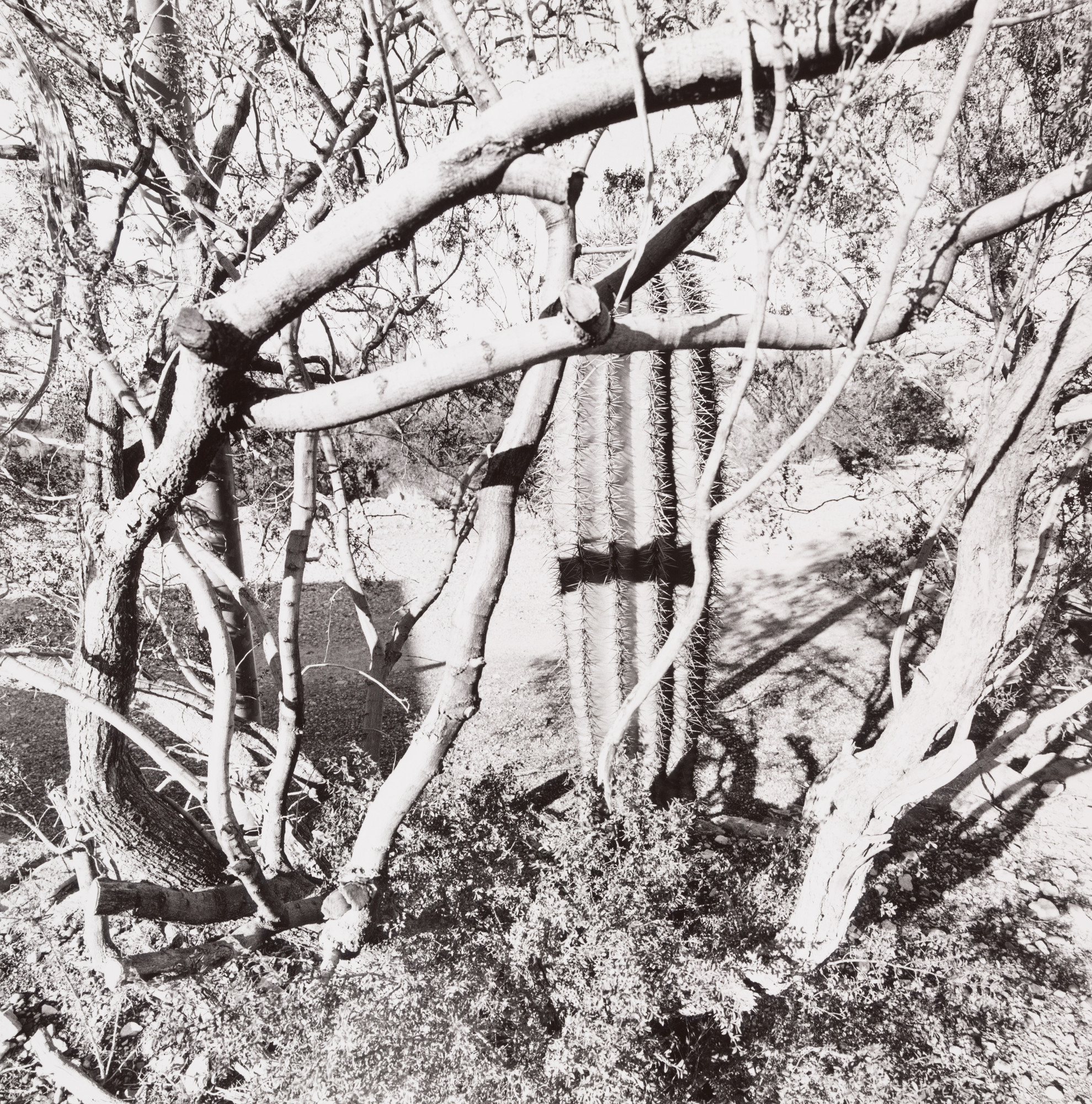 Lee Friedlander. Sonora Desert, Arizona. 1994 | MoMA